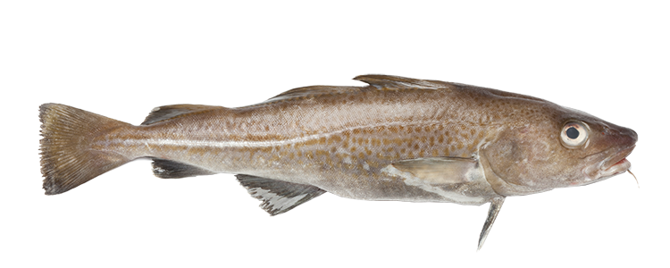 A photo of cod.