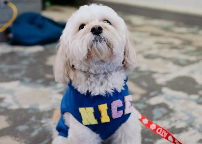 Dog at MSP Nice celebration Jan. 2026