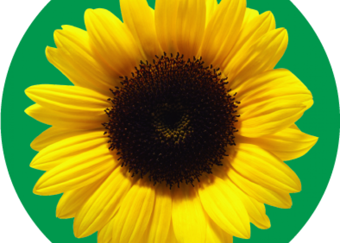 sunflower program